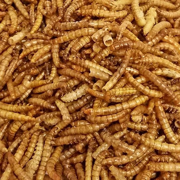 Bar ALE Tillie's Treats Dried Mealworms - 11lb