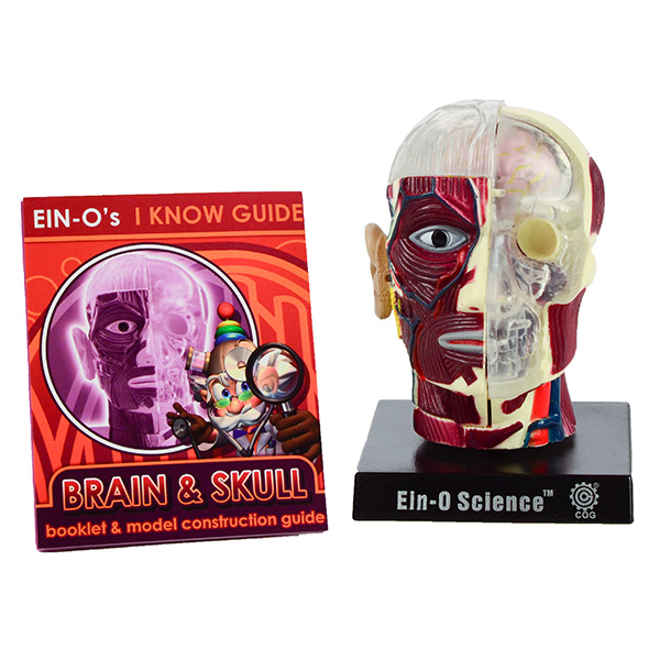 TEDCO Bio Signs - Brain & Skull Model