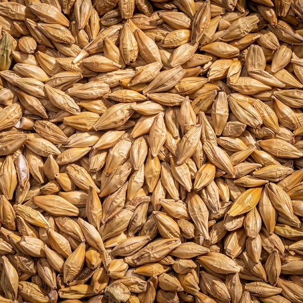Modesto Milling Organic Whole Barley - 50lb